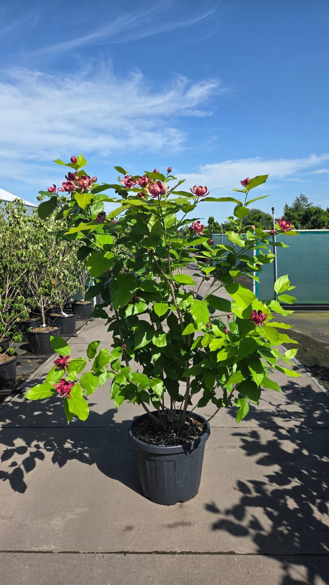 Calycanthus raulstonii 'Aphrodite'* PW