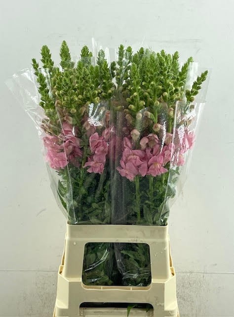 Antirrhinum Poto Pink 70cm