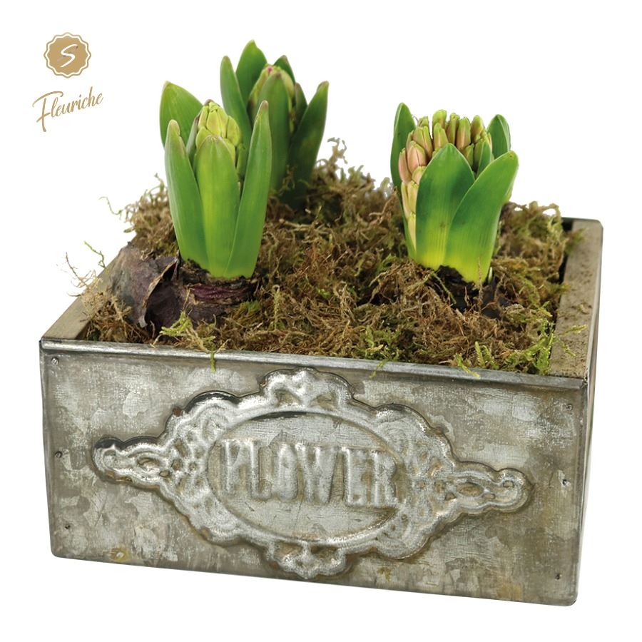 Picture of (4904) Hyacint Box Flower 4PP Moss P17 16CM