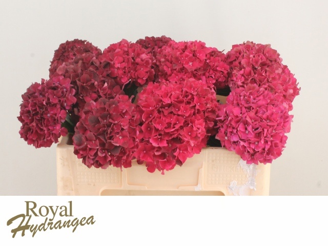 Hydrangea Ruby Red 50cm 13Ø