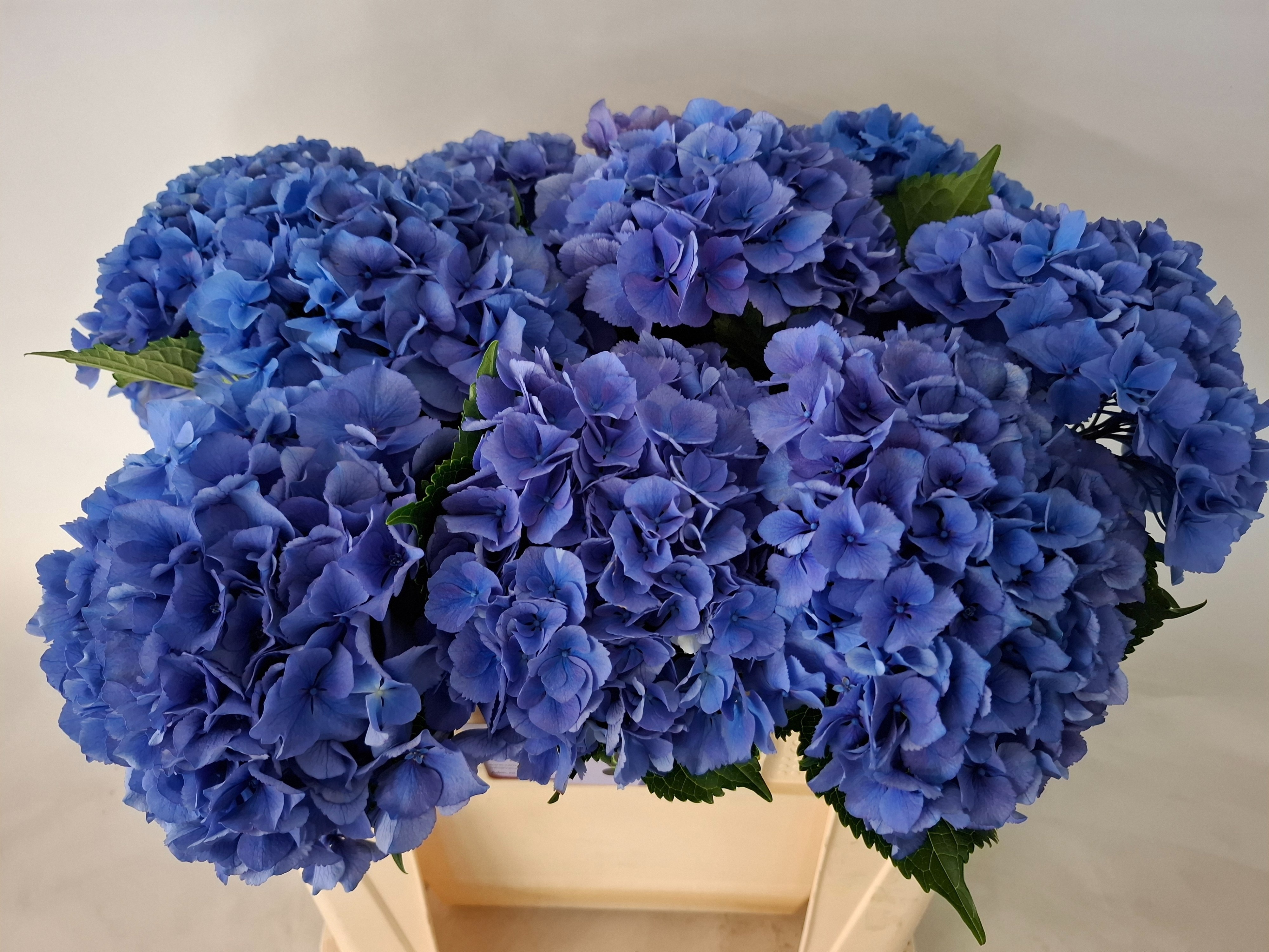 Hydrangea Royal Parade 50cm 18Ø