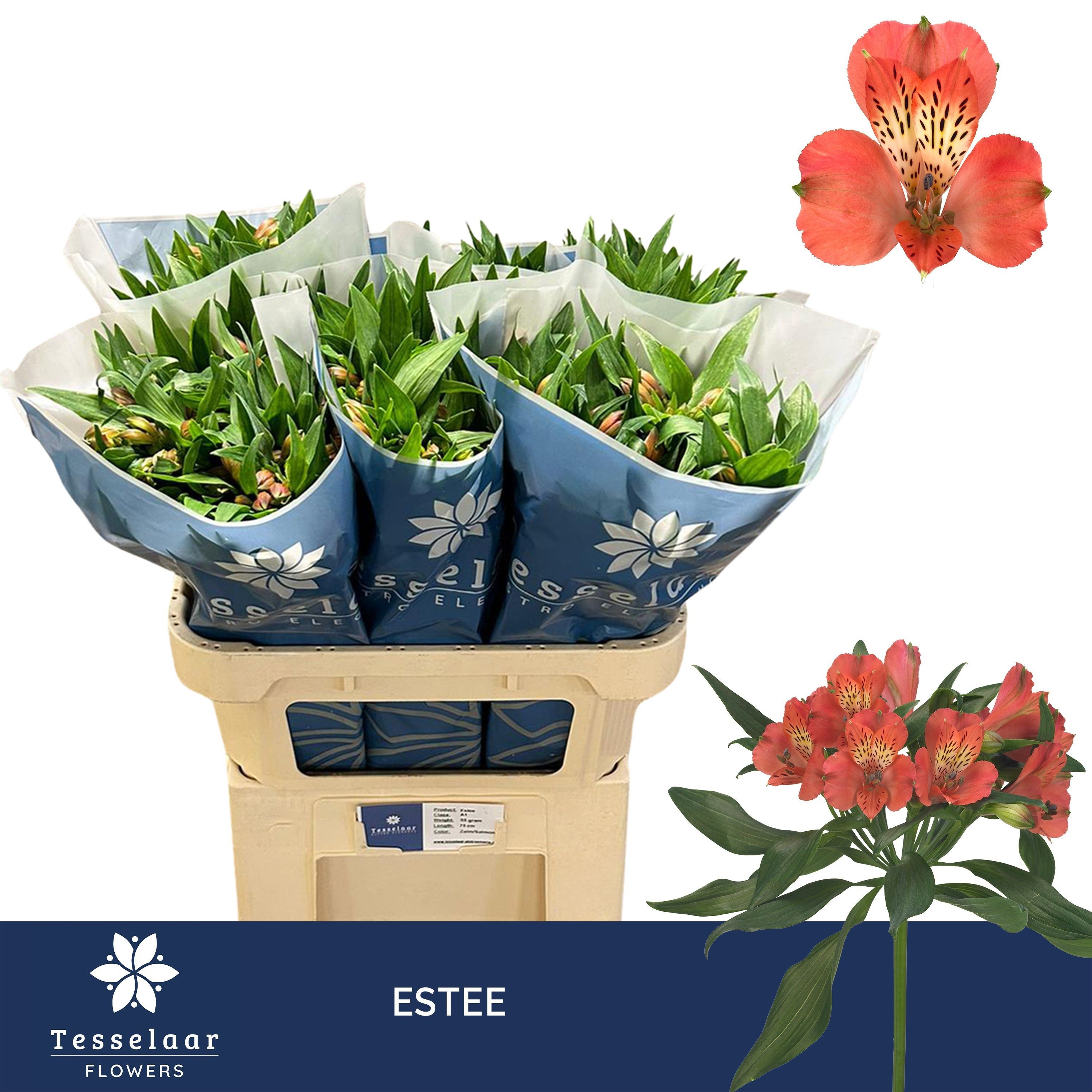 Alstr Estee