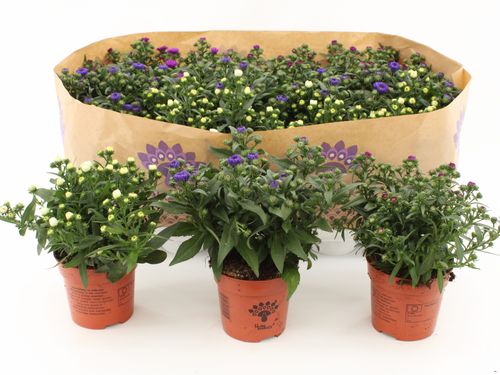 Asters Showmakers Mixtray p10.5 Endhoven
