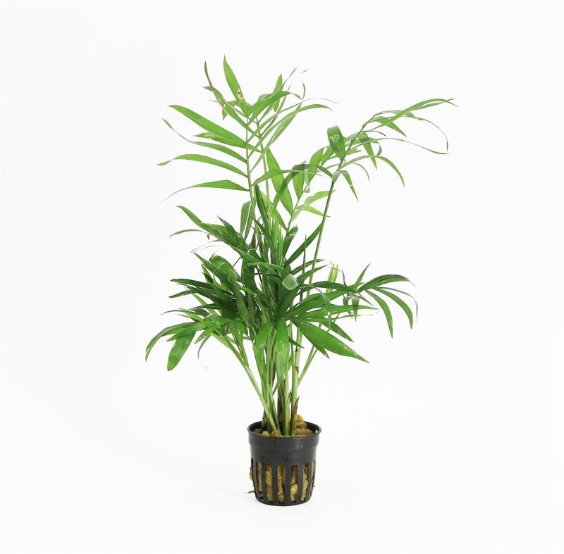 Chamaedorea (palm)