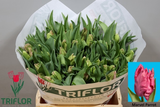 Tulipa Parrot Marvel Parrot 37cm 30gram