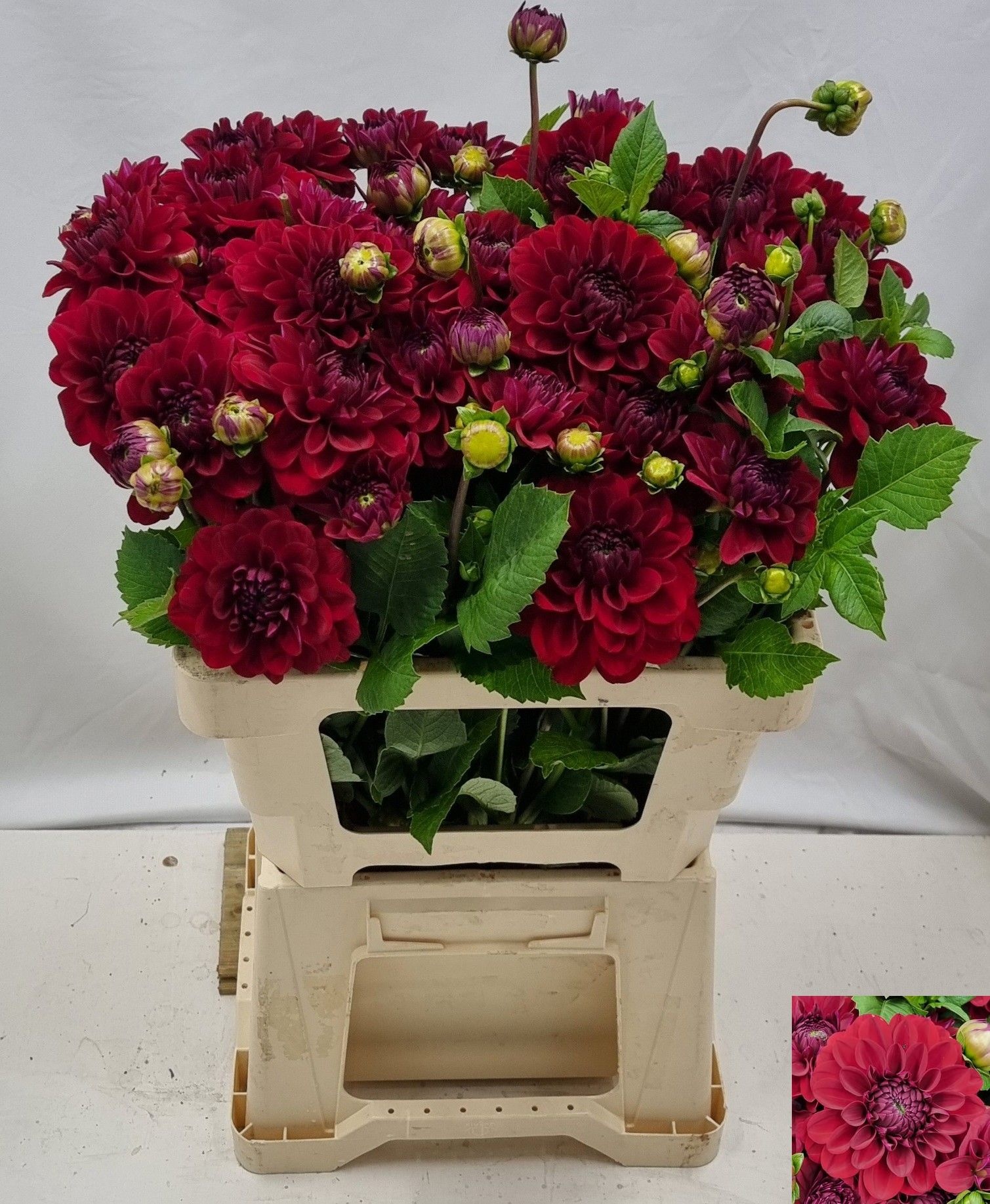 Dahlia 60cm