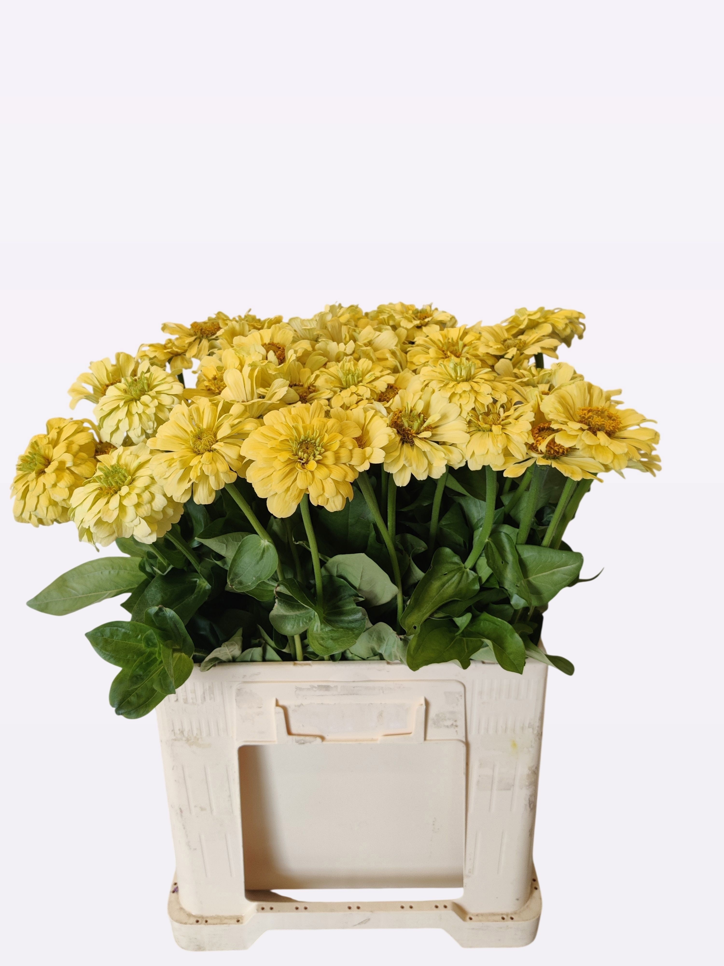 Zinnia Elegans