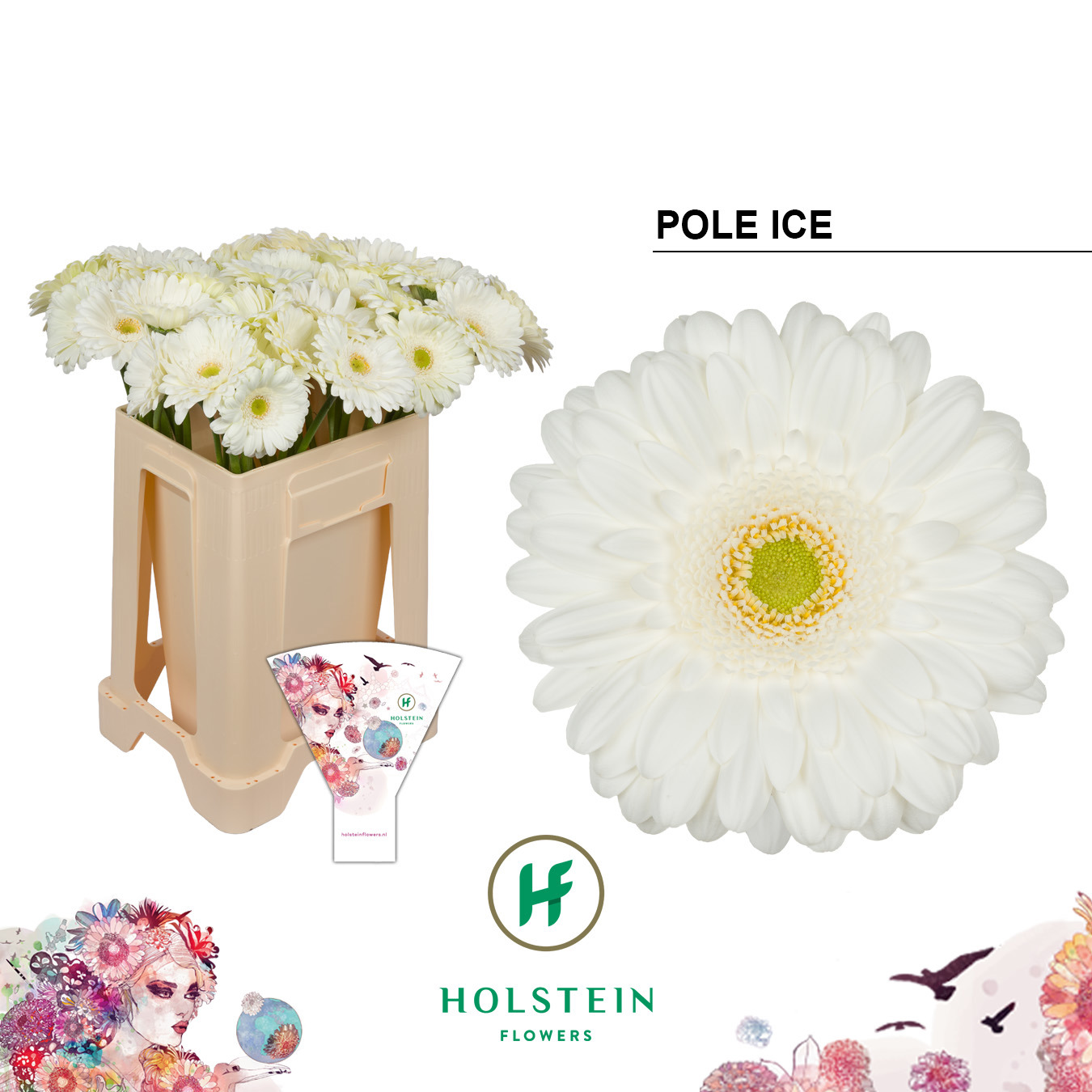 Gerbera Pole Ice Water