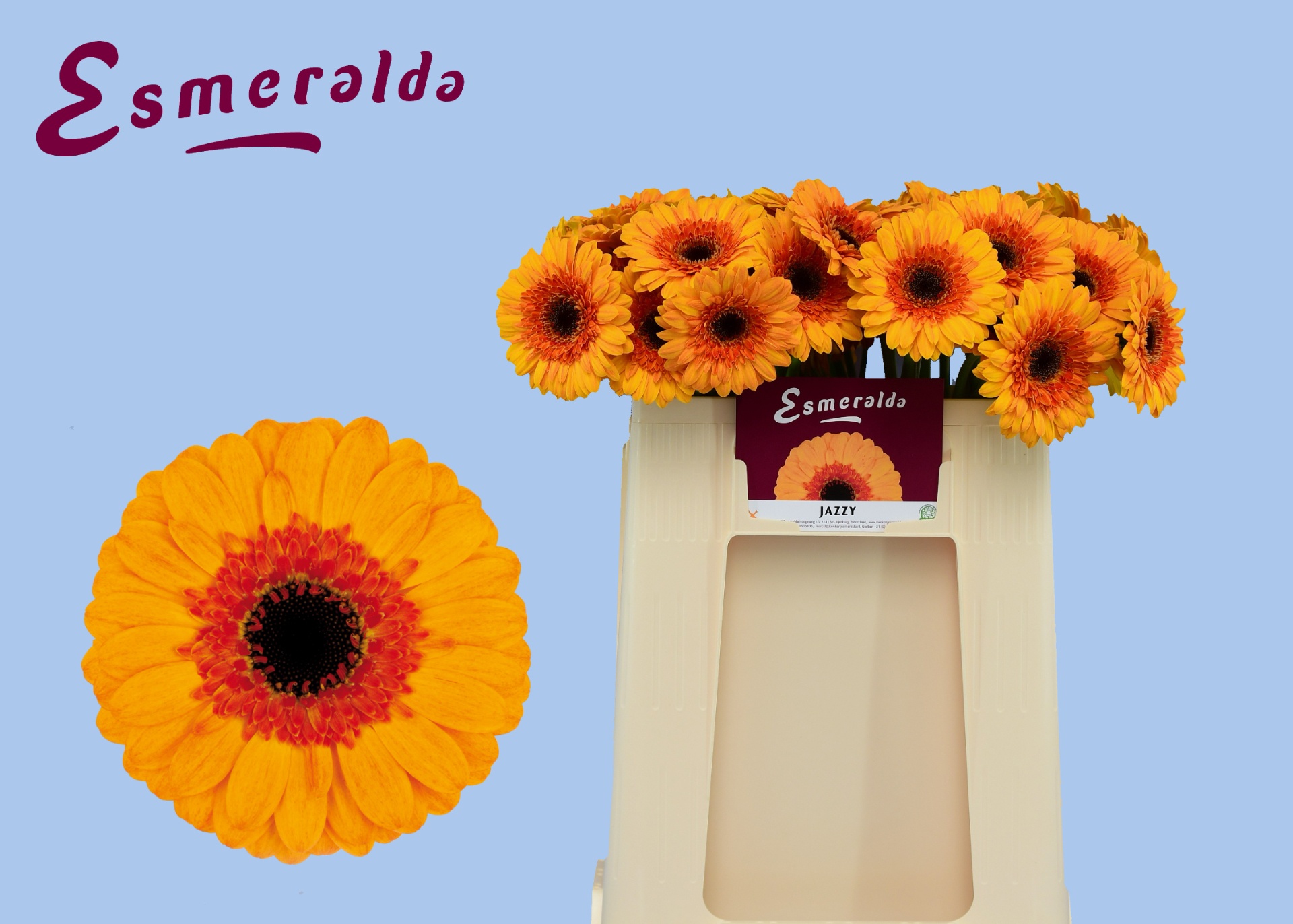 Gerbera Mini Jazzy