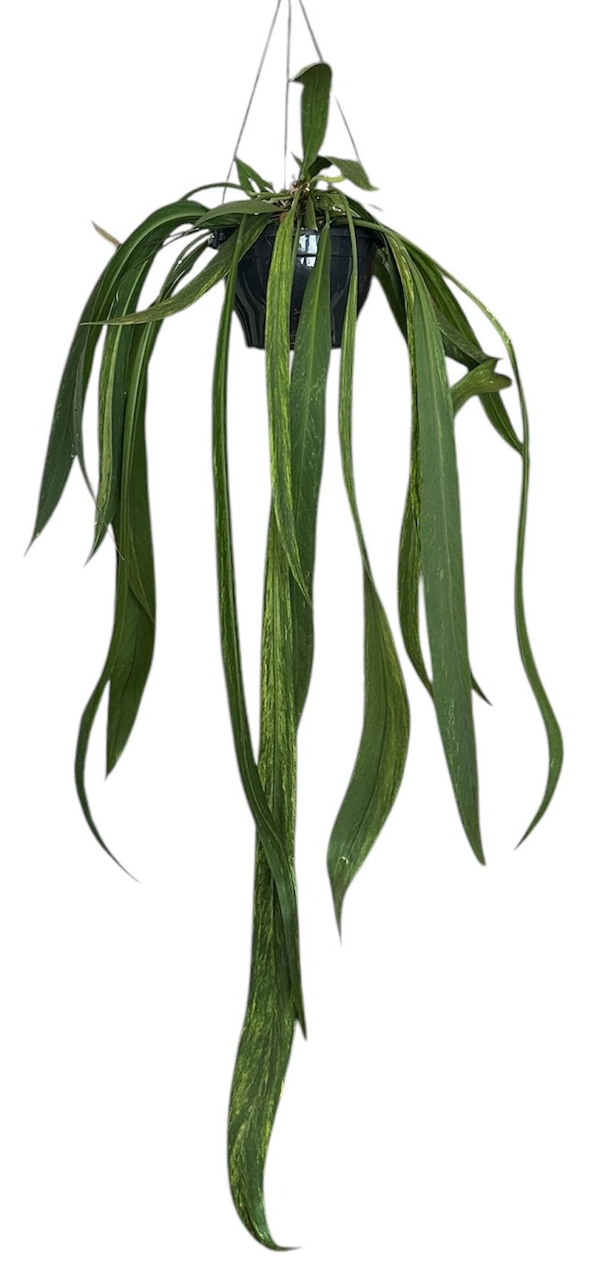 Anthurium Vittarifolium Variegata | Gardenline