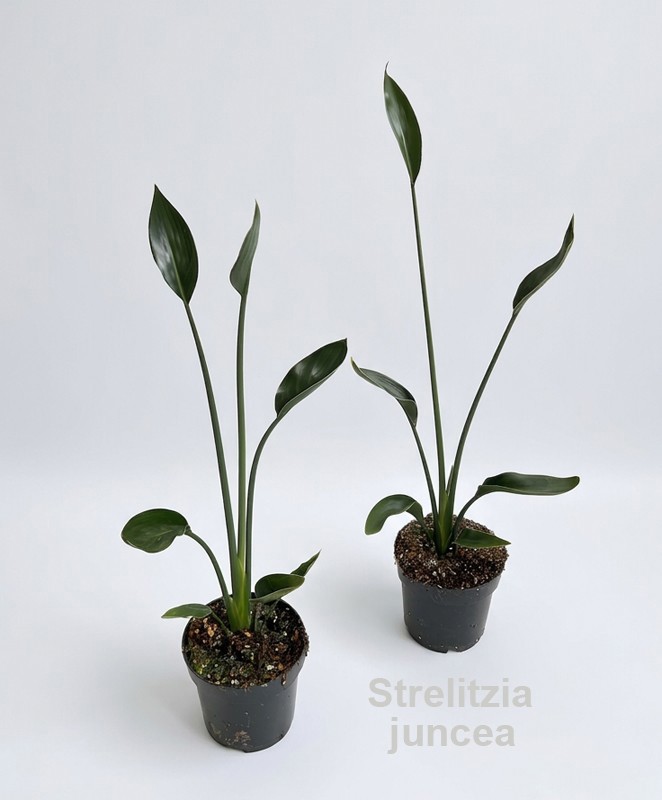 Strelitzia Reginae