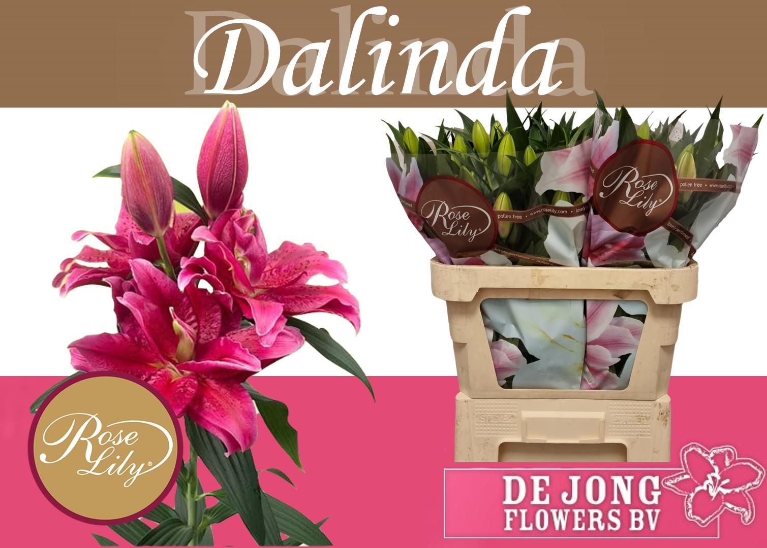 Lilium Or Double Dalinda 75cm 3/5bl