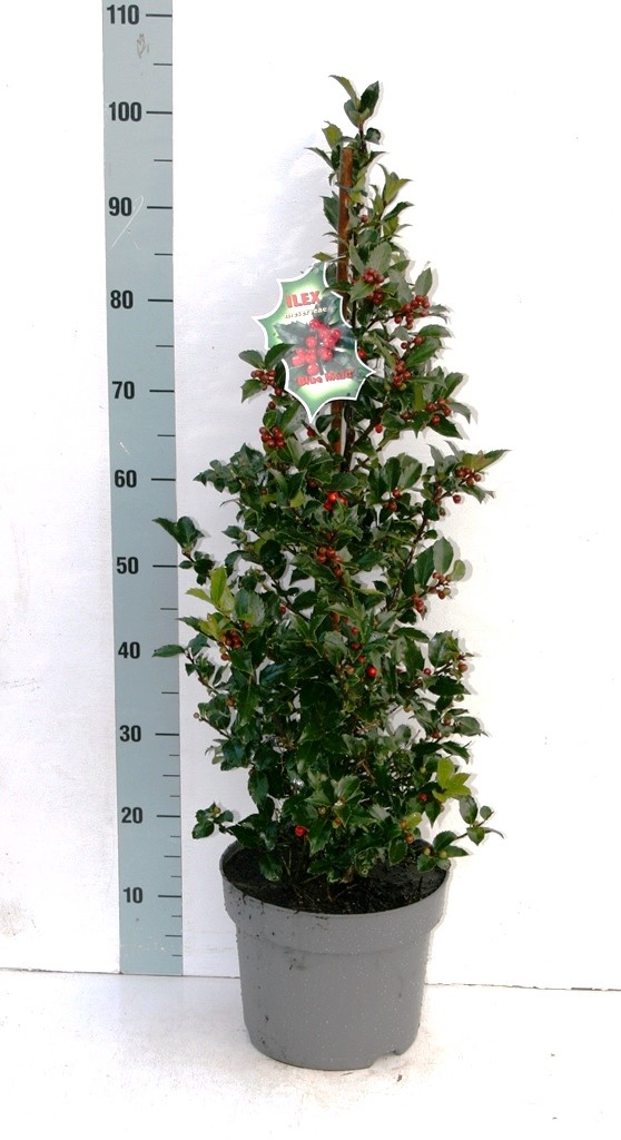 Picture of Ilex mes. Blue Maid P28-(10Ltr) 90CM PYR/POTTED