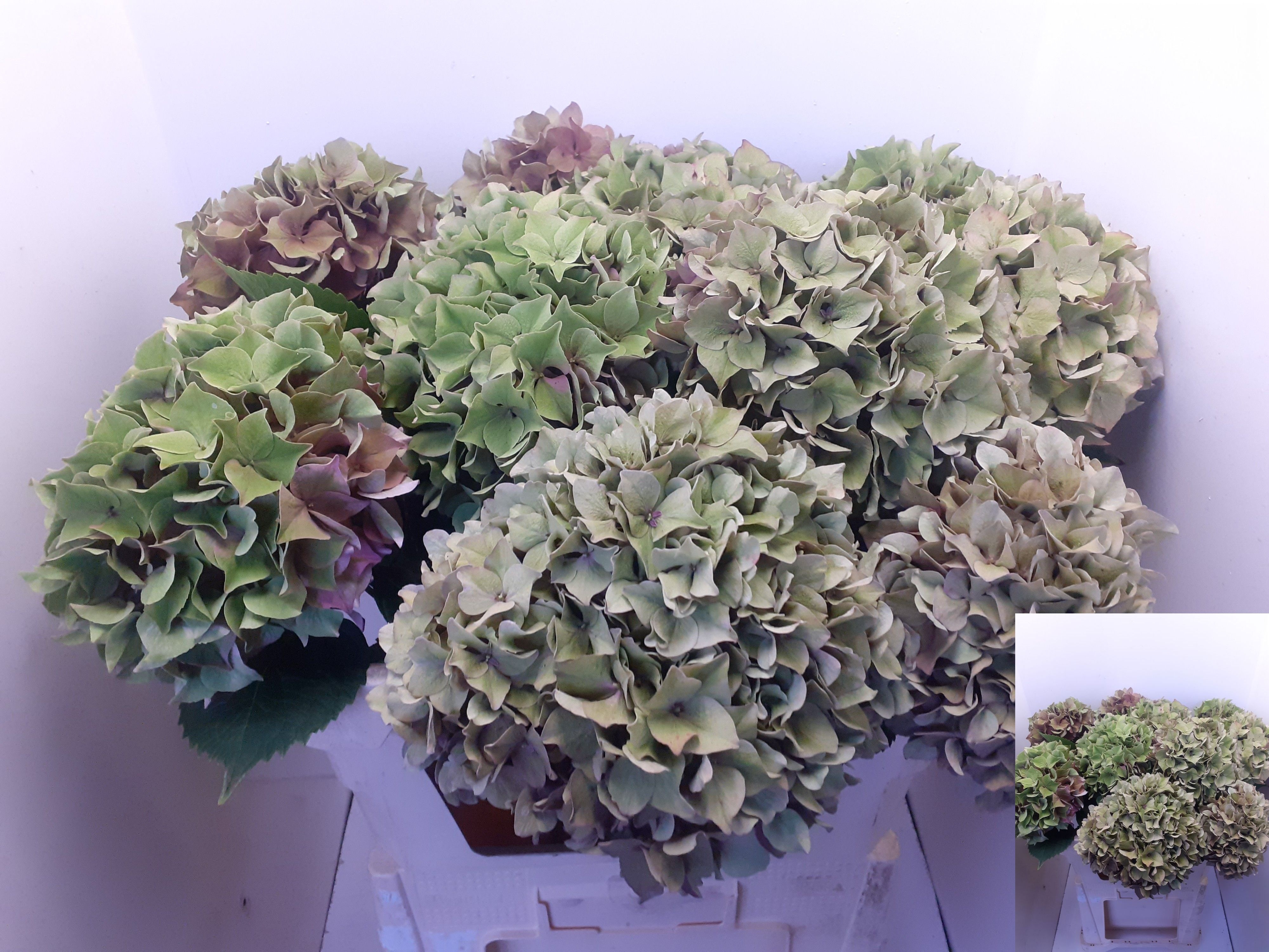 Hydrangea Rodeo Classic Pink 60cm 14Ø