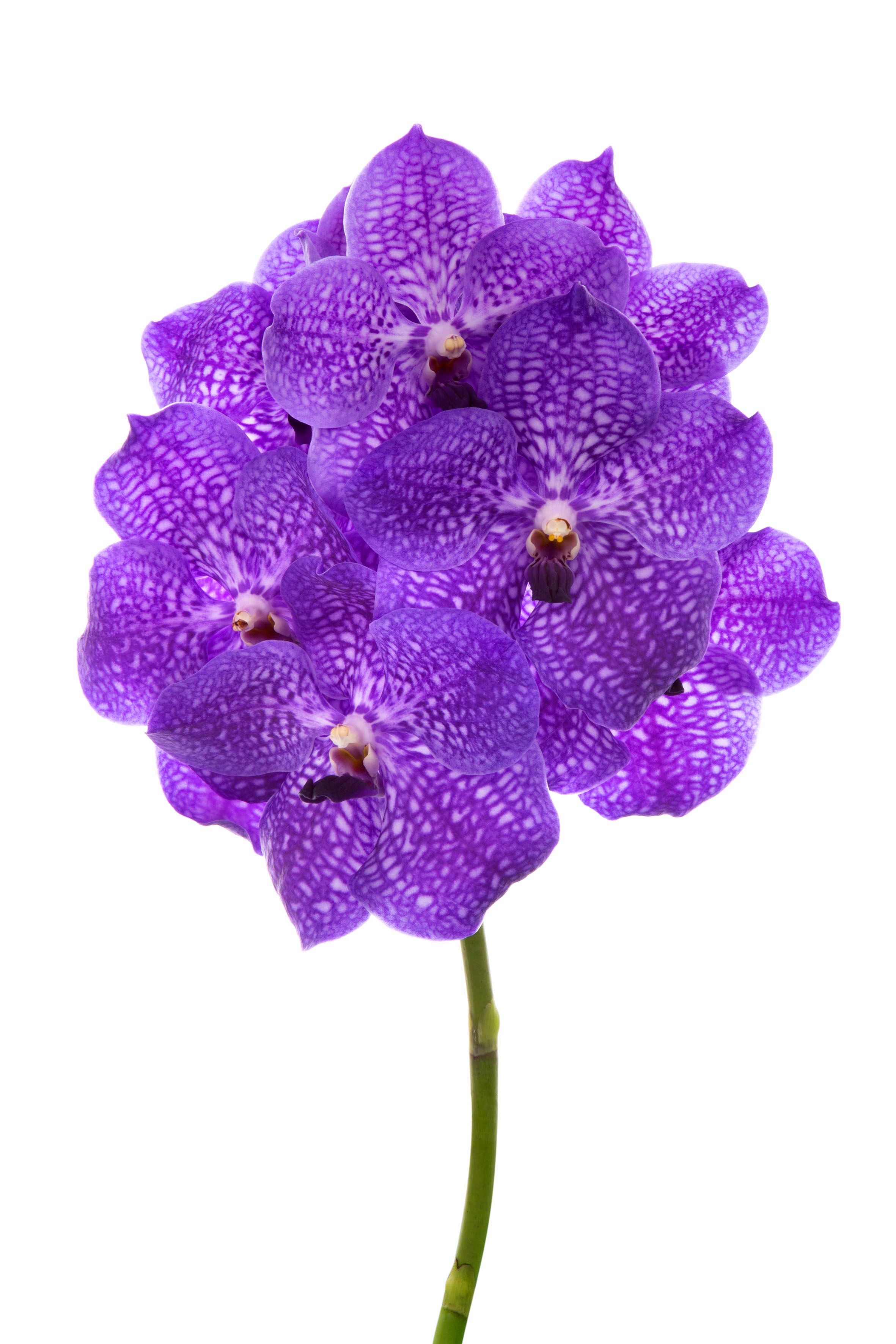 Vanda Violet Blue 83