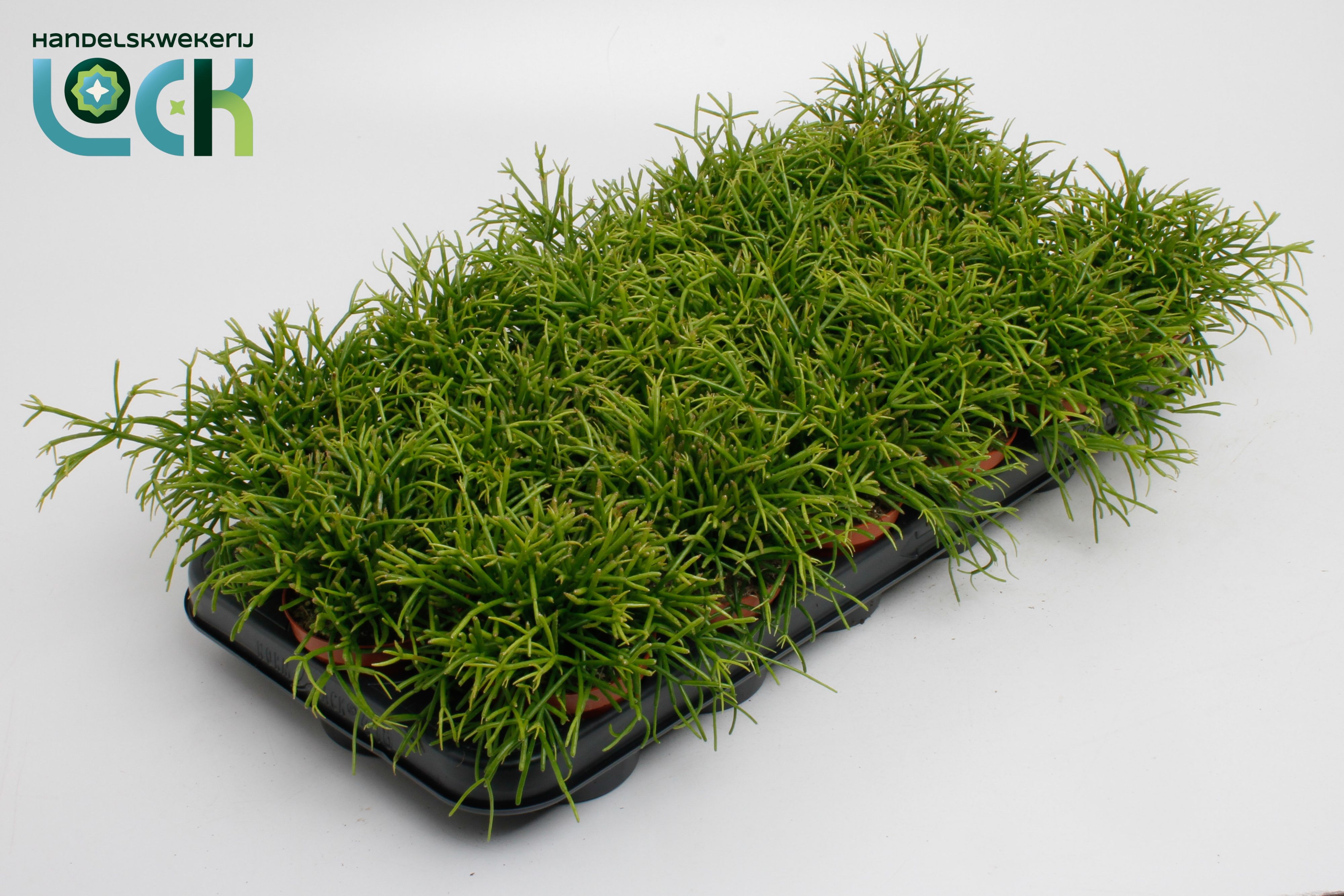 Rhipsalis Baccifera Oasis 508Ø 10cm