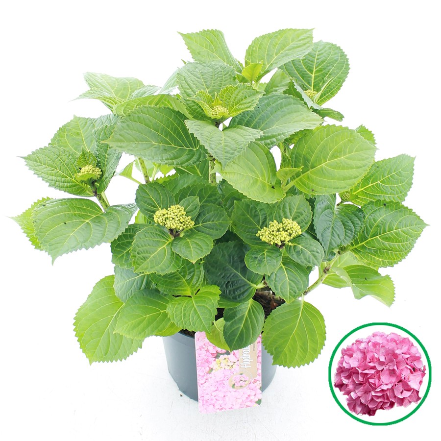 Picture of Hydrangea macrophylla Pink