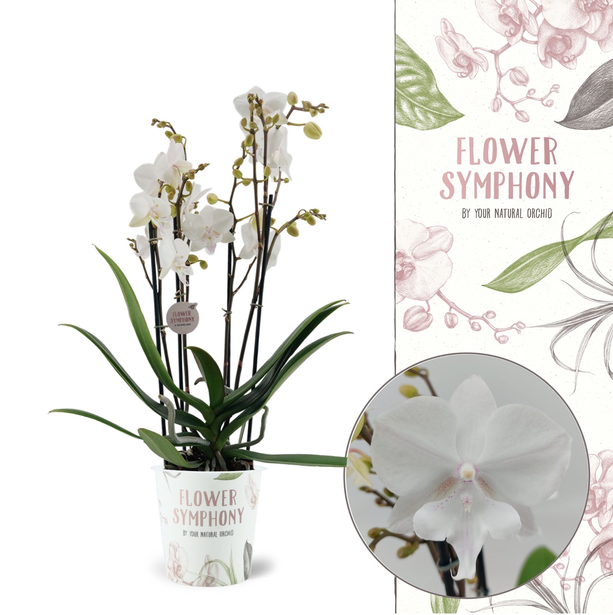 Flower Symphony | Manta Similan | Phalaenopsis 4 S