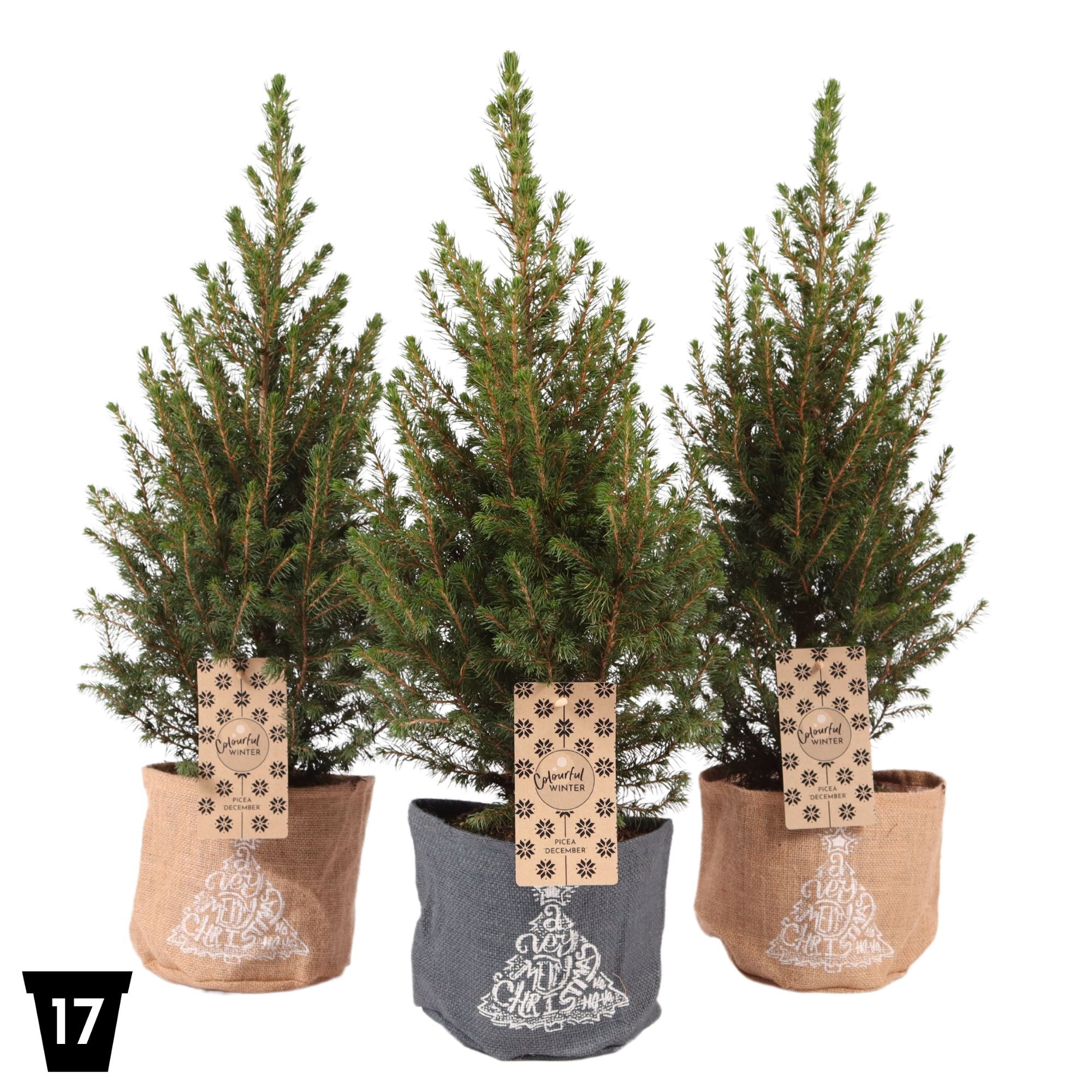 Picture of Picea glauca December (Jute) P17 (2 Ltr)