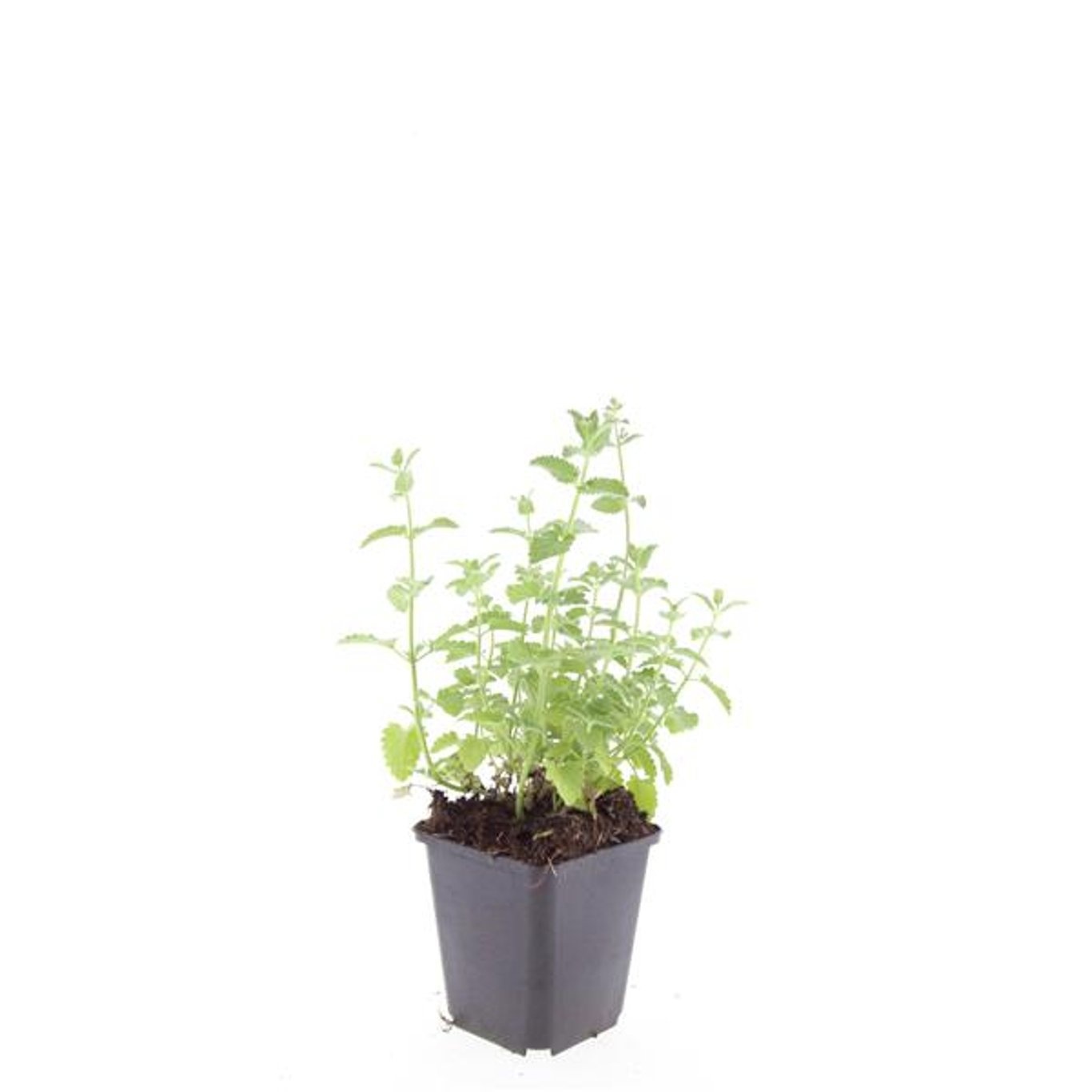 Nepeta (F) 'Six Hills Giant'