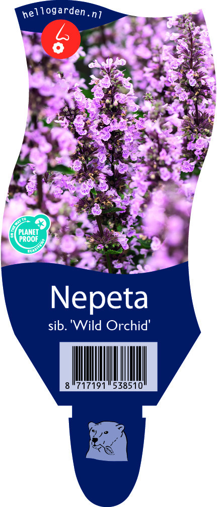 Nepeta sib. 'Wild Orchid'