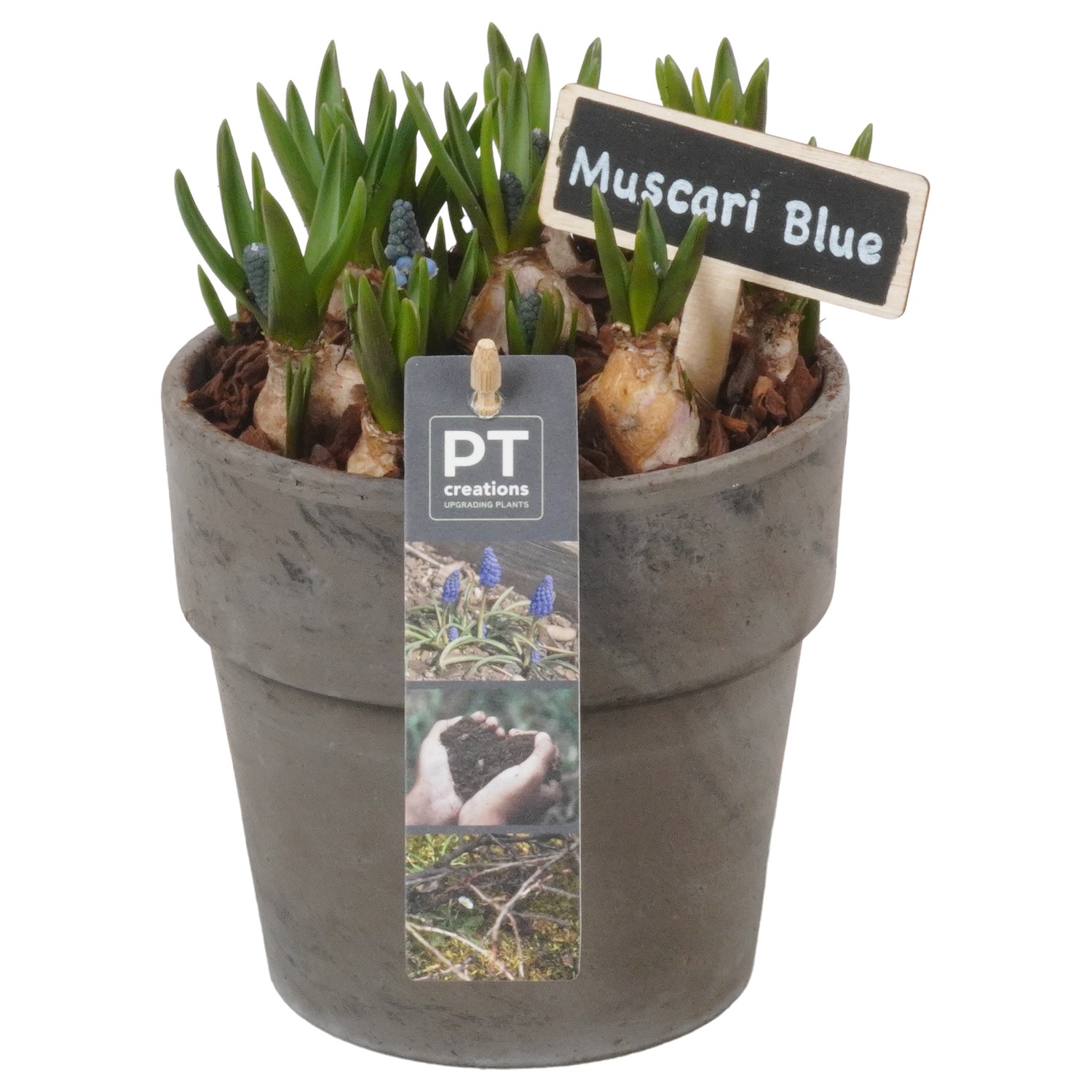 Picture of PTMB1063 Arrangement Muscari in terracotta pot P13 18cm