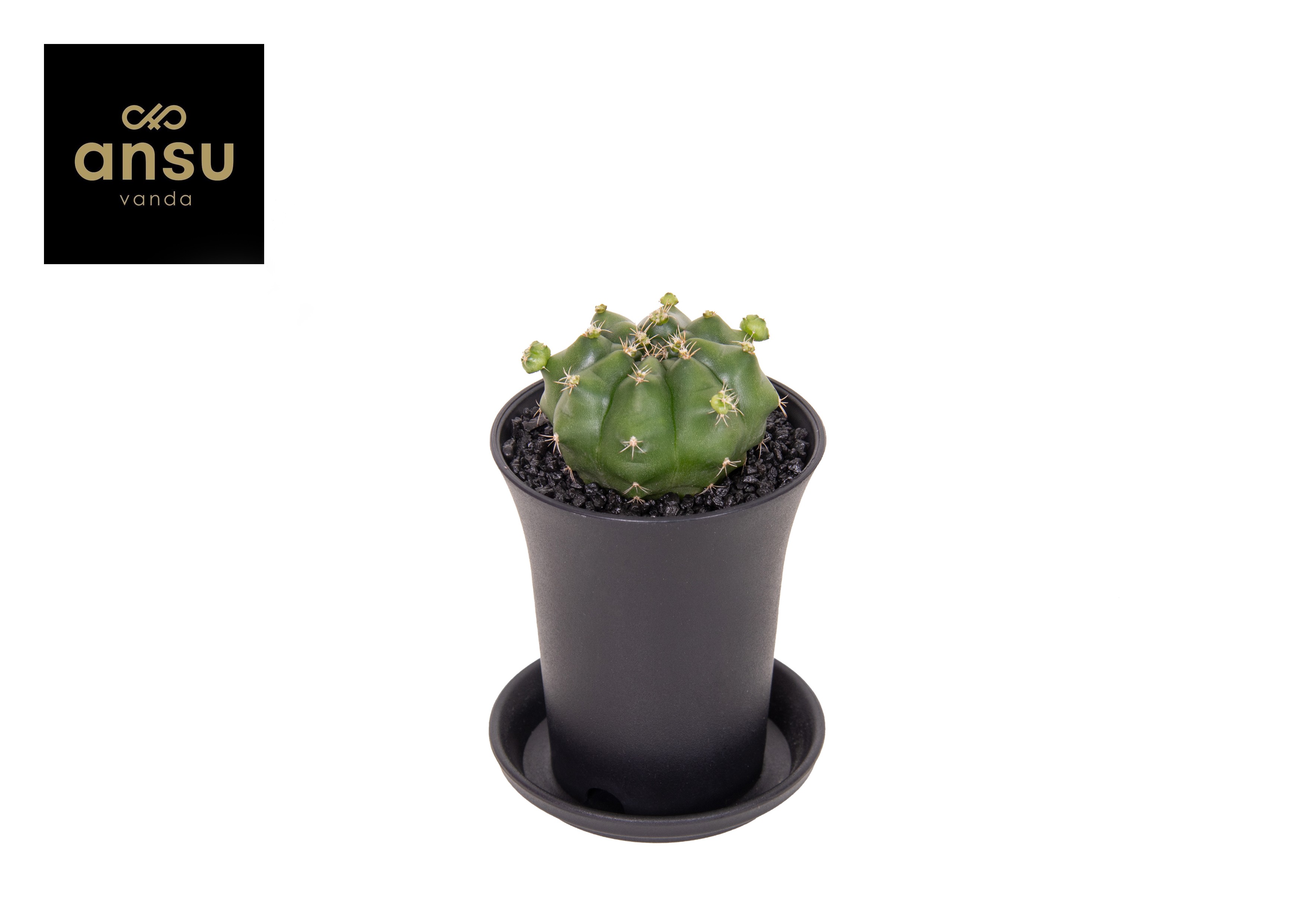 Picture of Gymno Cactus Froggy P7.5 11CM