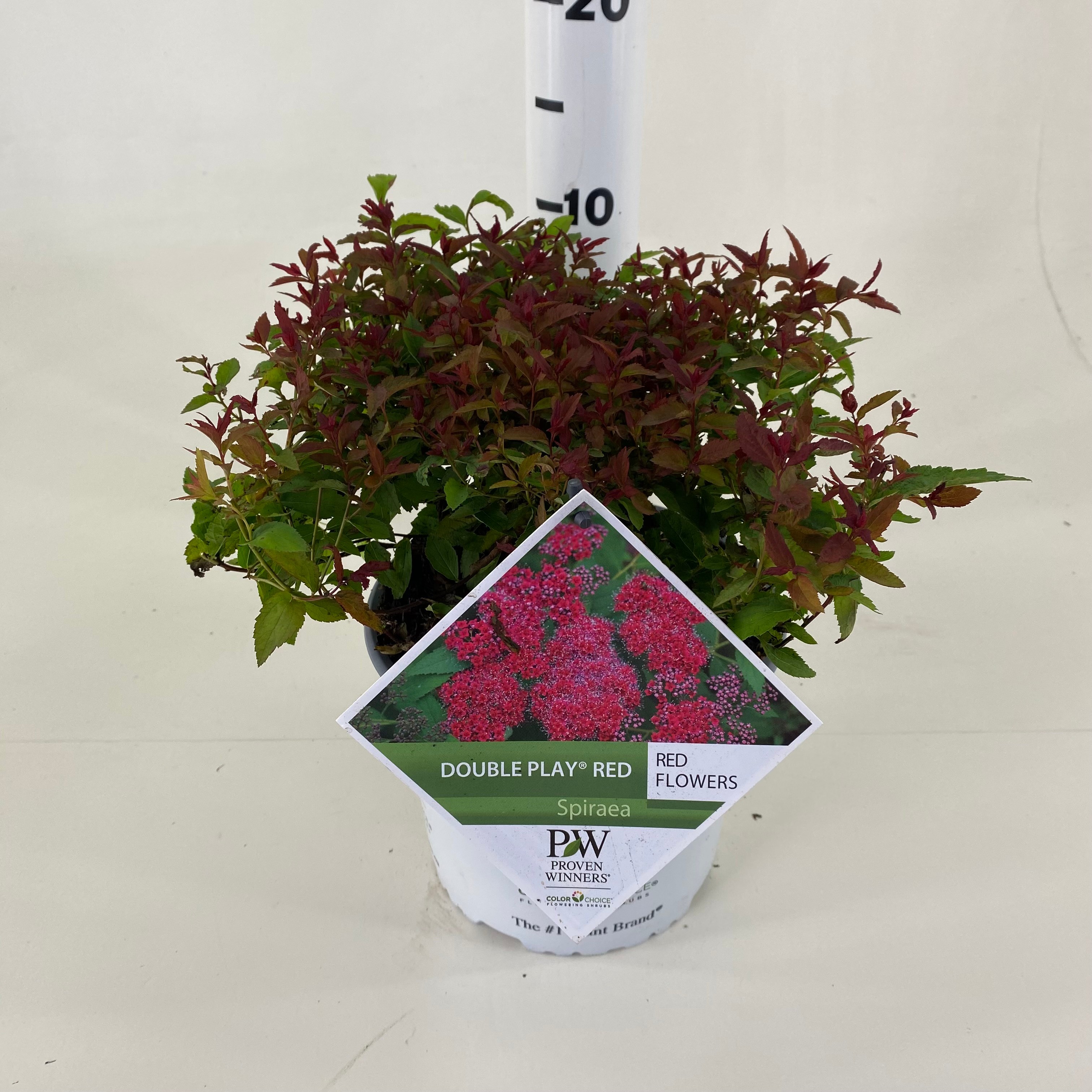 Picture of Spiraea Double Play ® Red P19 40CM