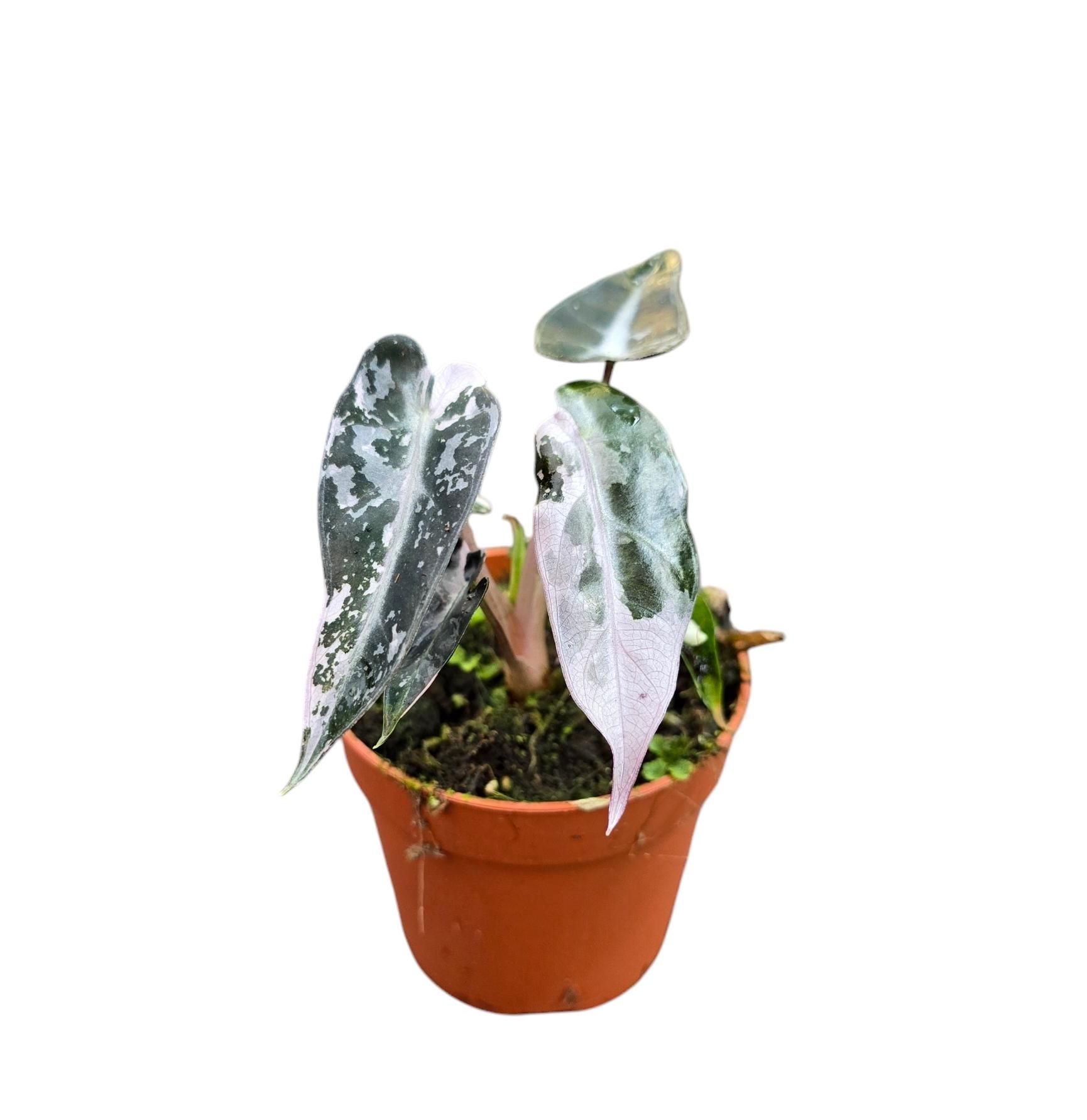 Alocasia Bambino Variegata | Gardenline