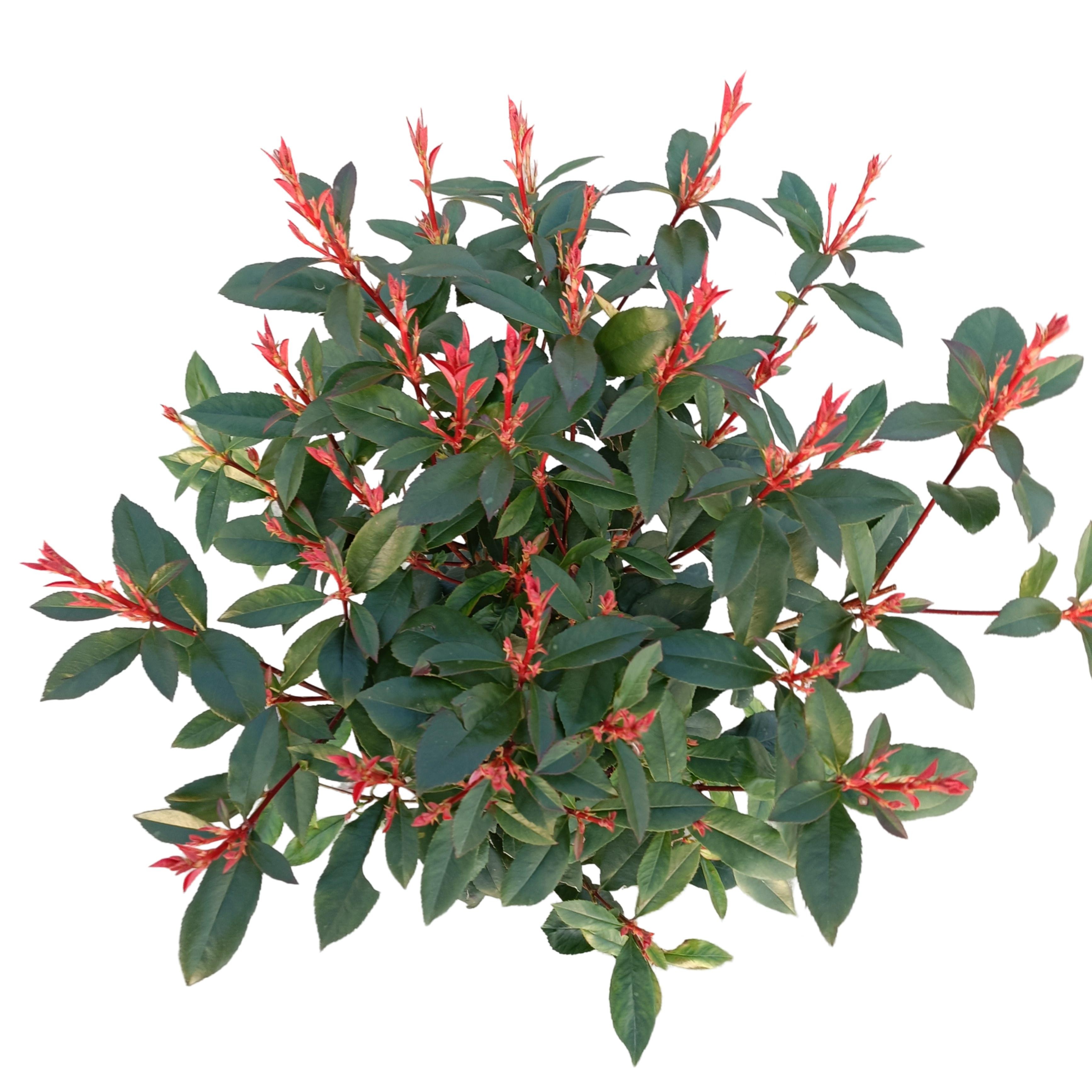 Picture of Photinia fraseri 'Carré Rouge' C5