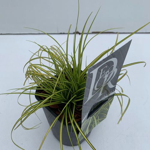 Carex 'Eversheen' p13 Cammeraat