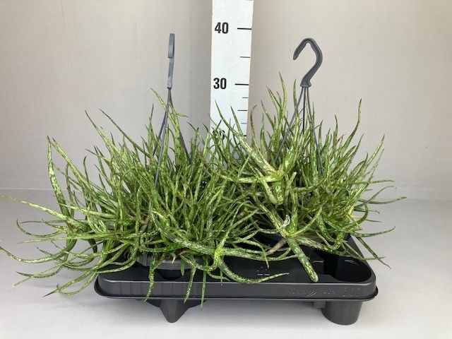 Aloe Bakerii