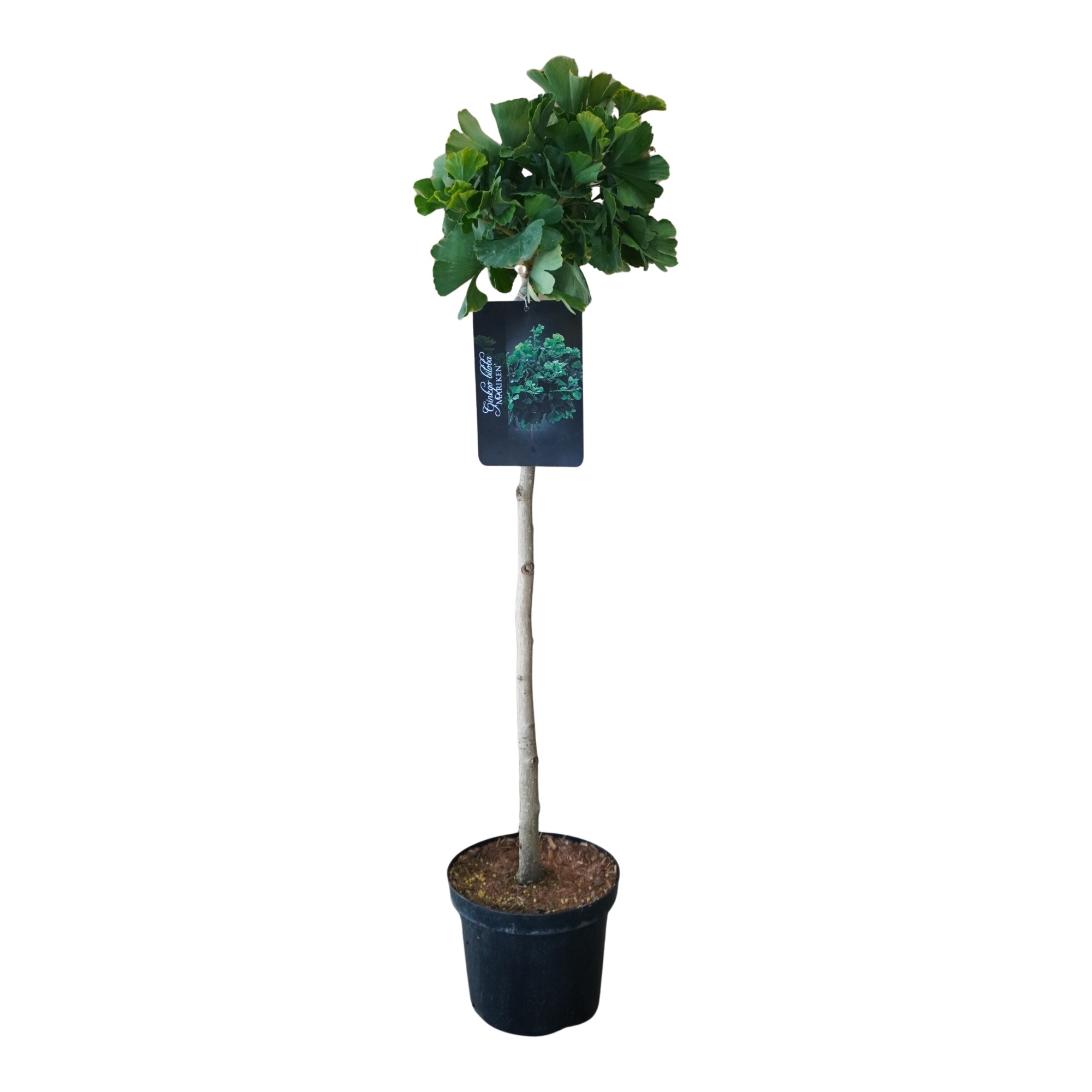 Ginkgo biloba 'Mariken' stam