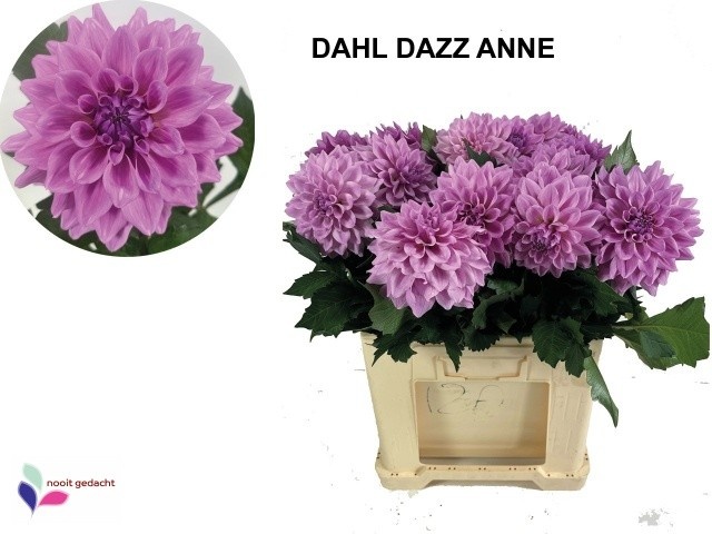 Dahl Dazz Anne 60cm