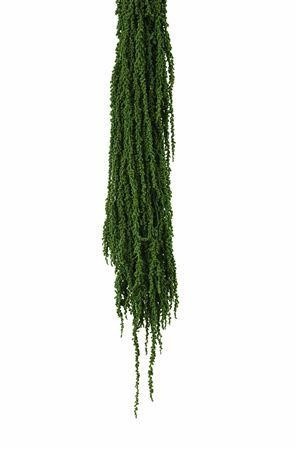 Dried/preserved Flowers Misc 70cm 150gram