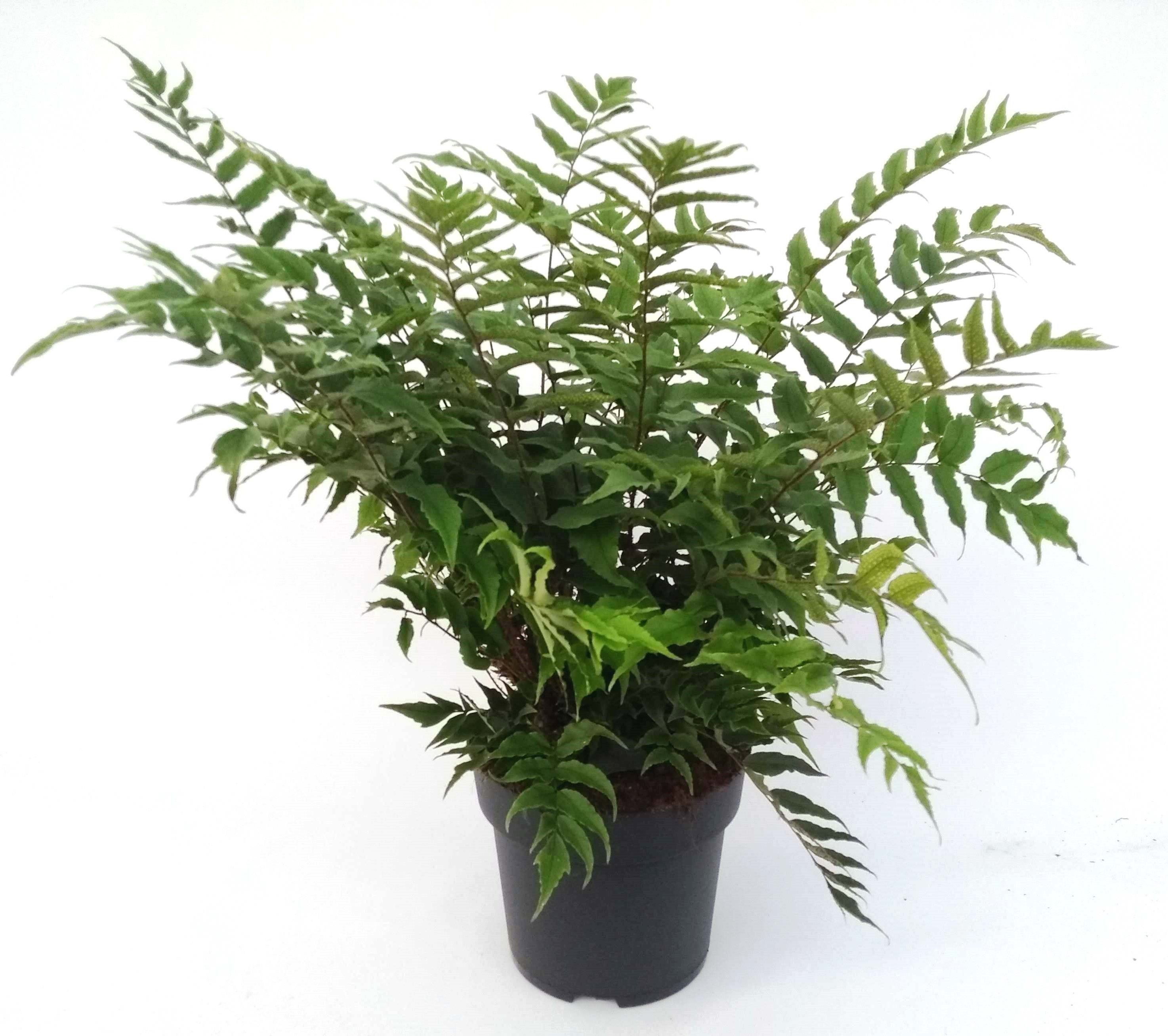 Cyrtomium fortunei var. clivicola ES23