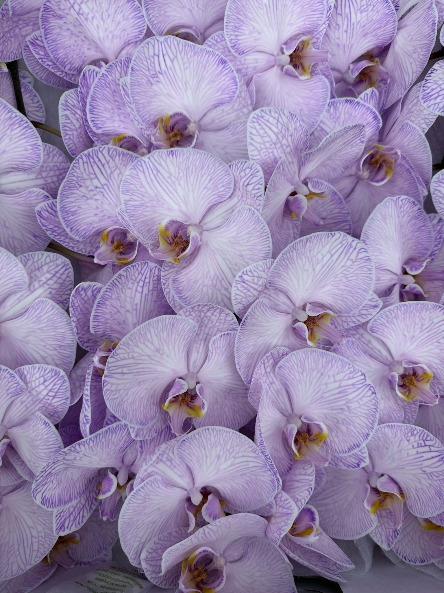 Phal Coloured Violet