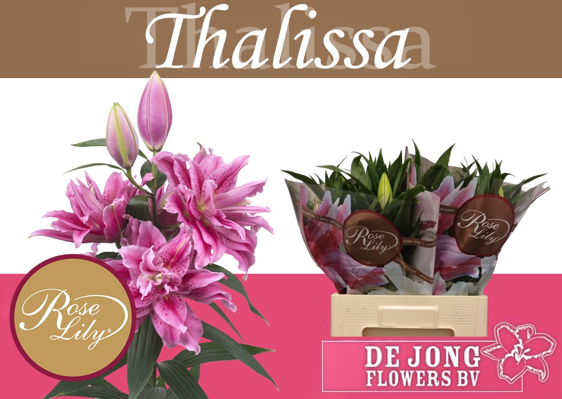 Lilium Or Double Tosca 65cm 3/5bl