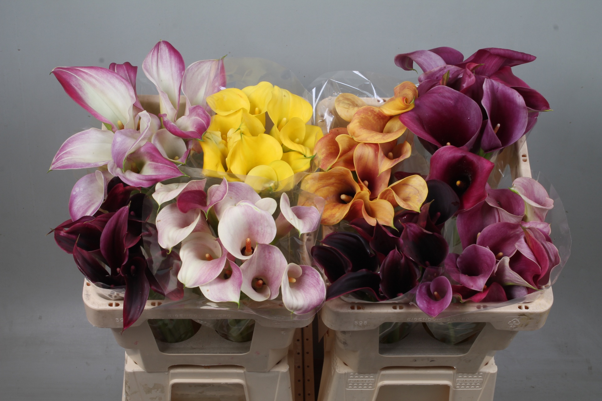 Calla Assorted 50cm