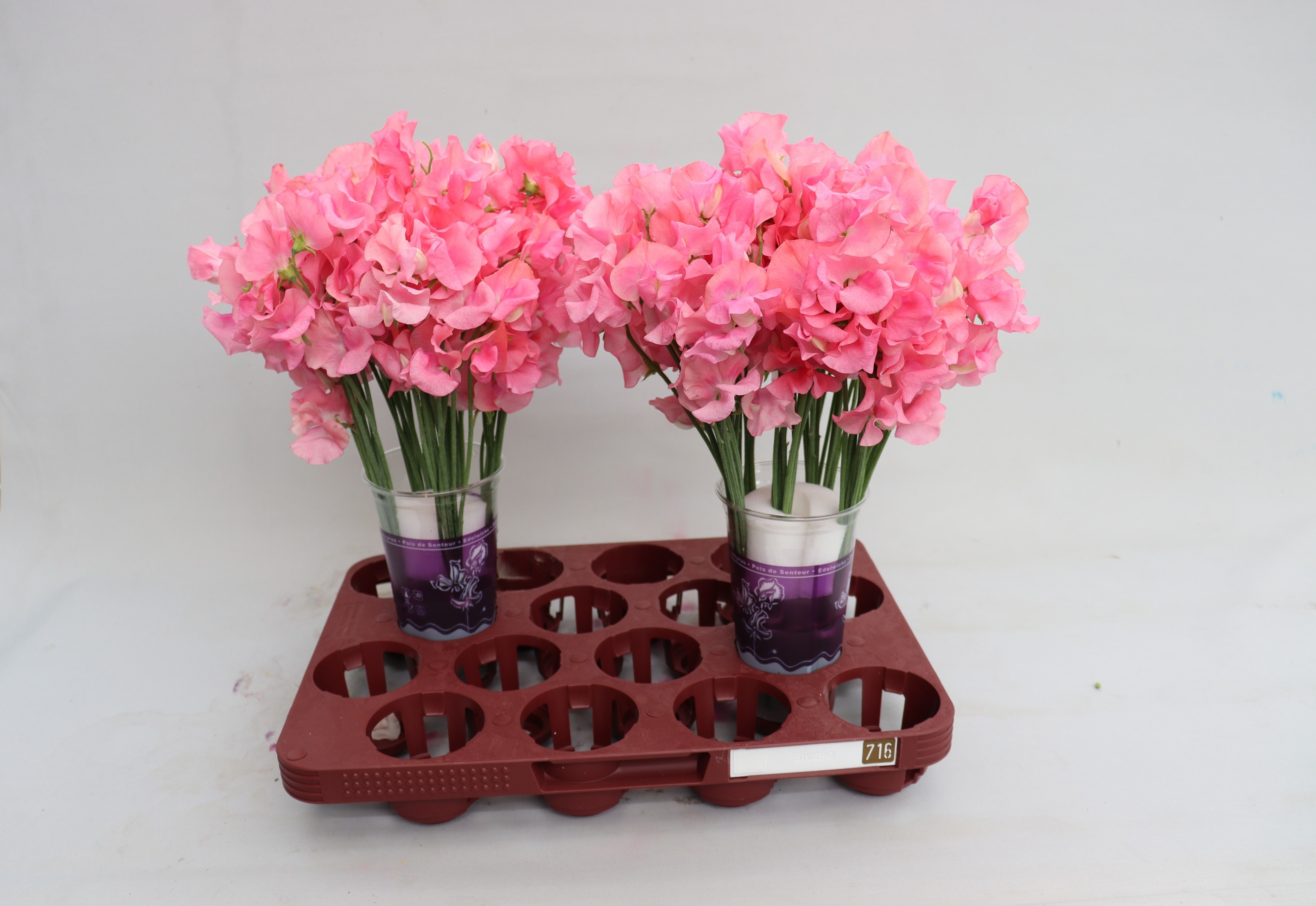 Lathyr Wi Sunsh Pink