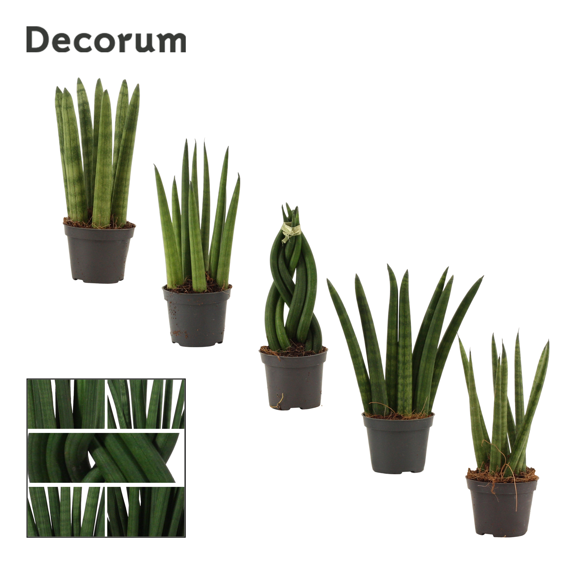 Picture of Sansevieria Cylindrica 6 cm mix (Decorum) P6 16CM