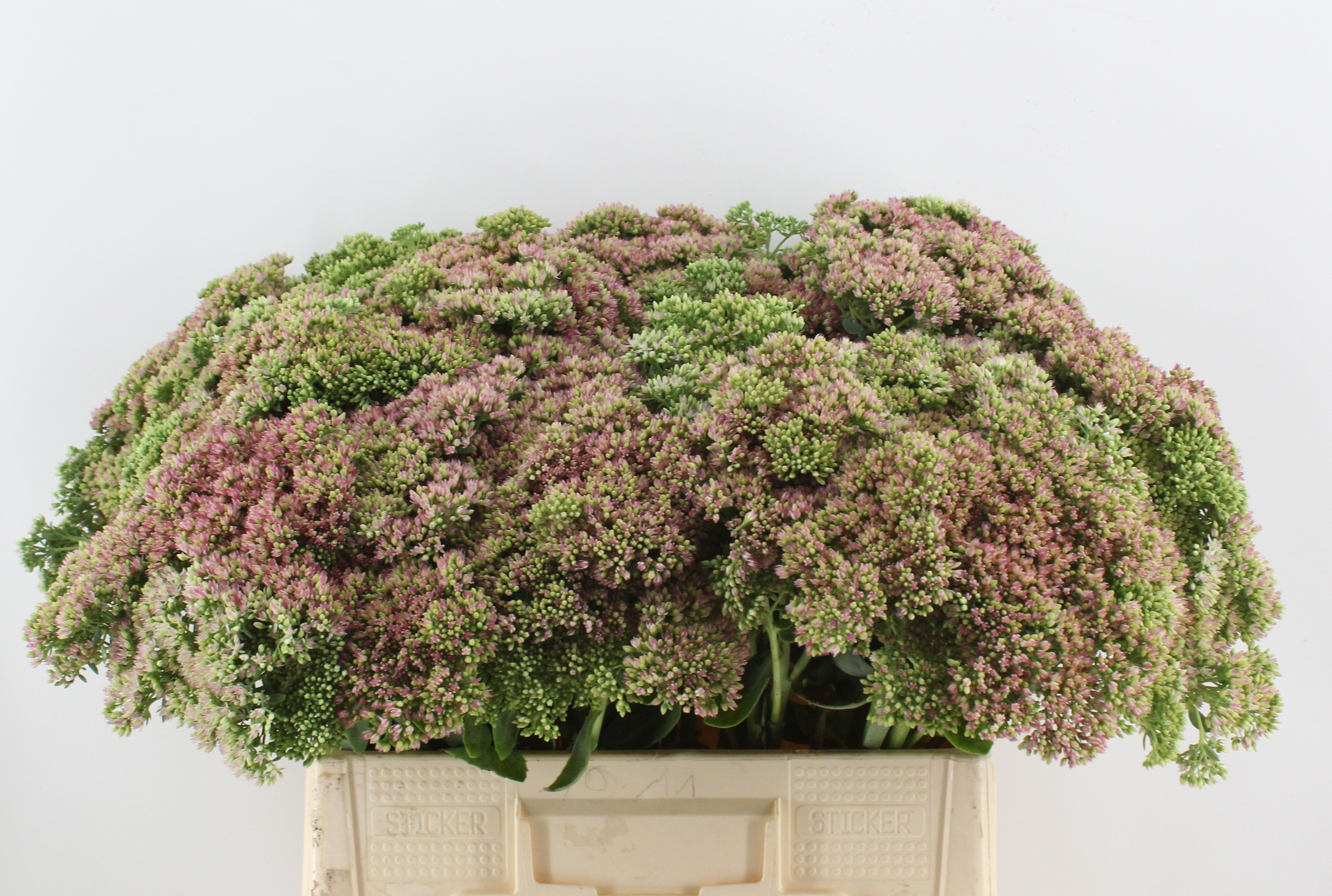 Sedum Herbstfreude