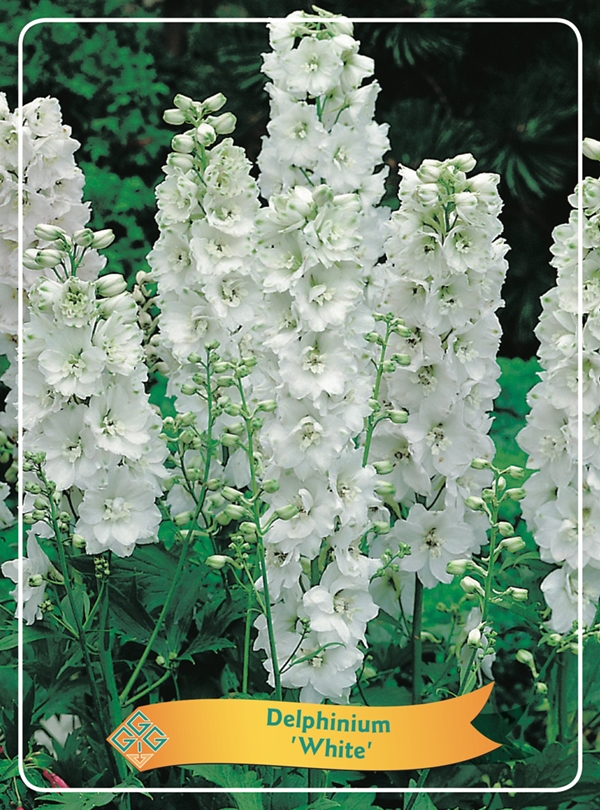 Picture of Delphinium mix 6x10 srt. per shelve P11