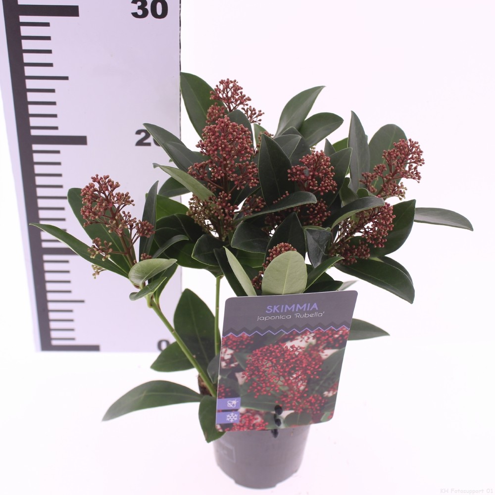 Picture of Skimmia jap. 'Rubella'