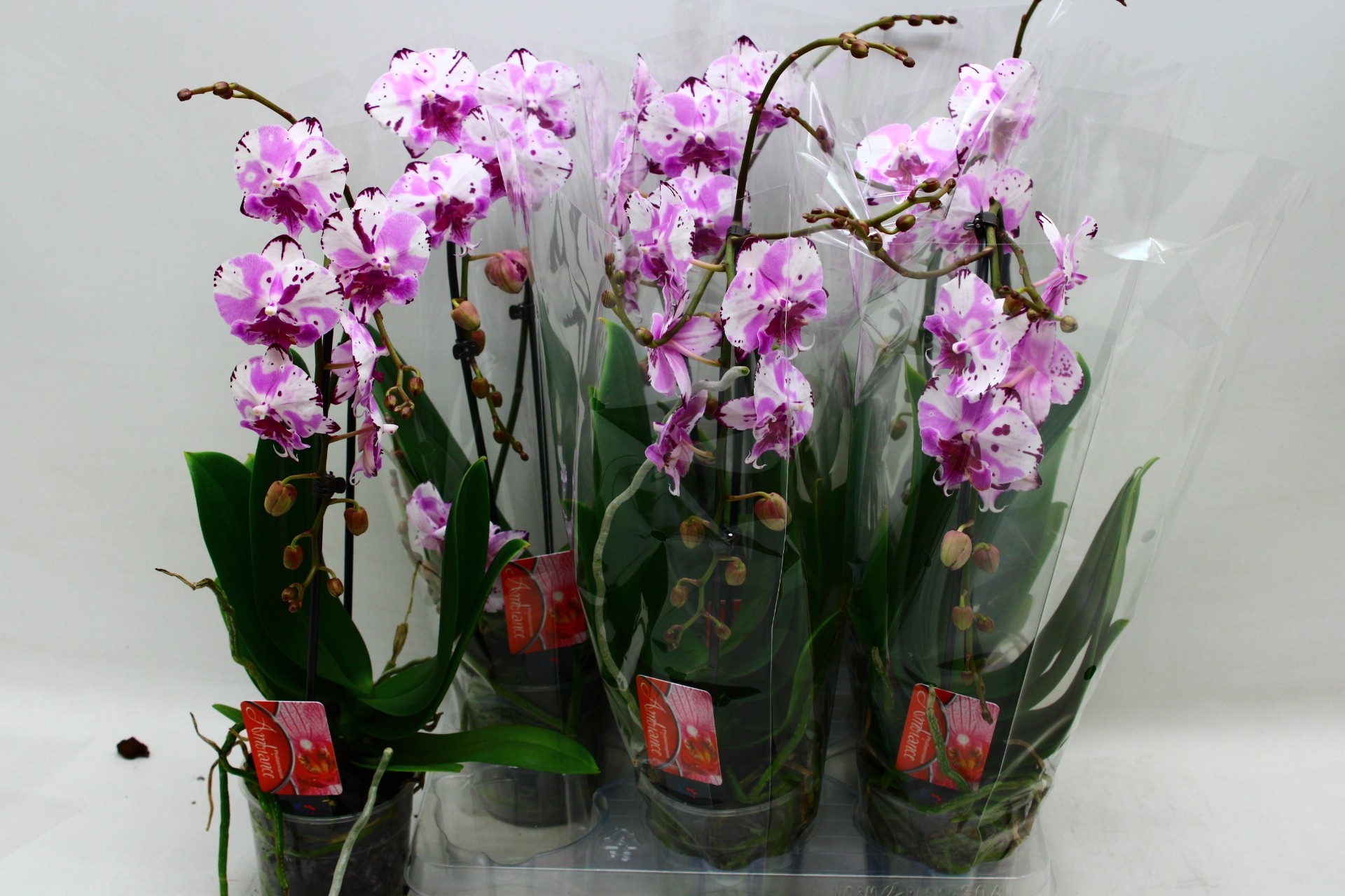 Phal El Cascade 12Ø 45cm
