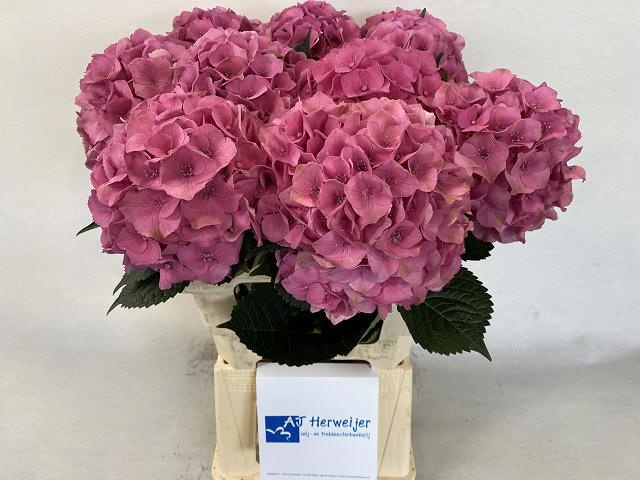 Hydrangea Royal Palace 60cm 17Ø