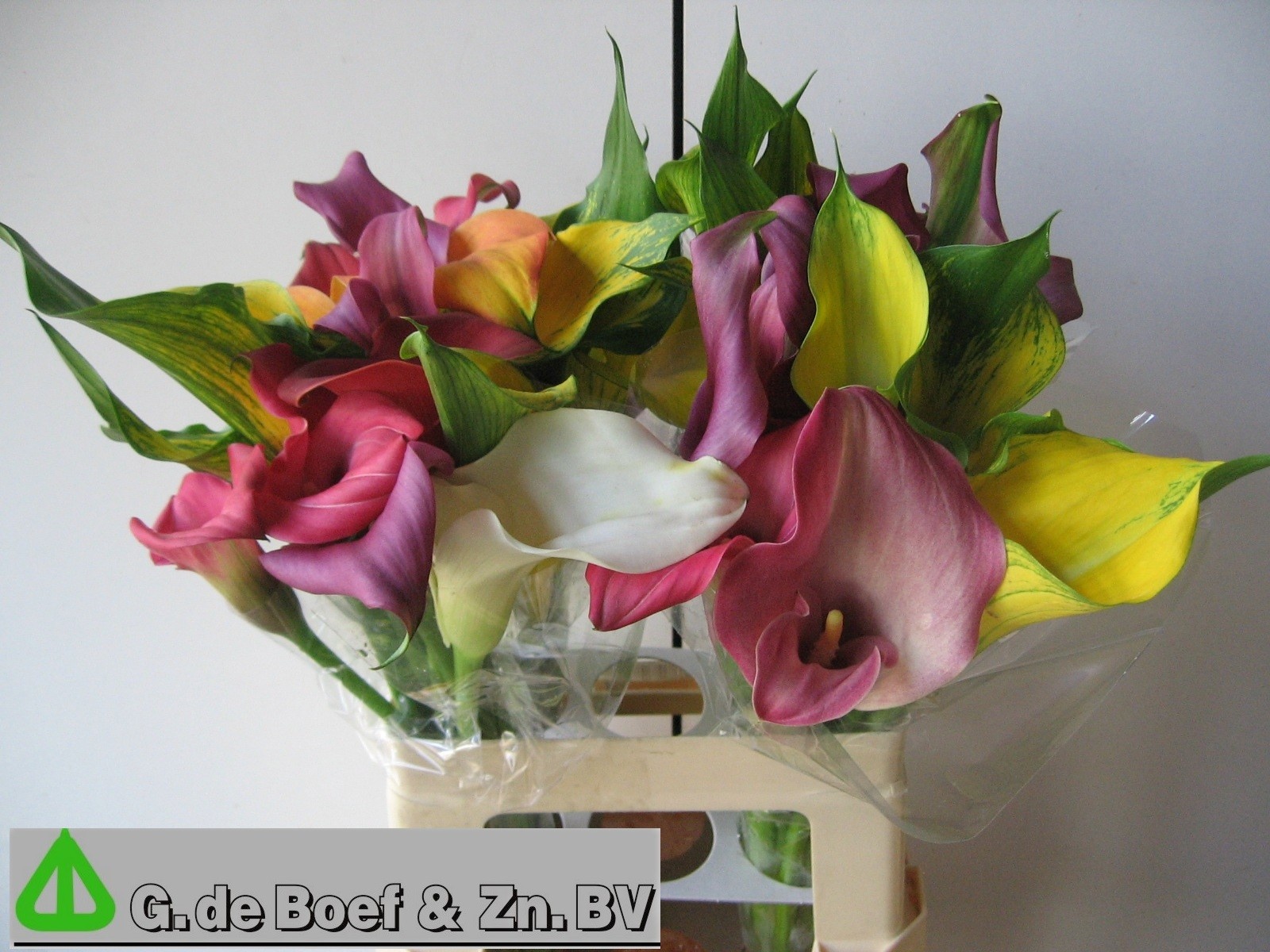 Calla Mixed In Bunch 60cm