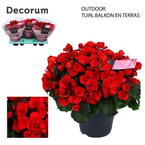 Betulia red outdoor p19 Have