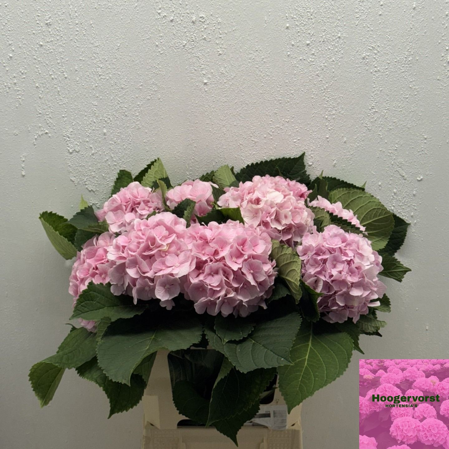 Hydrangea Verena Pink 60cm 14Ø