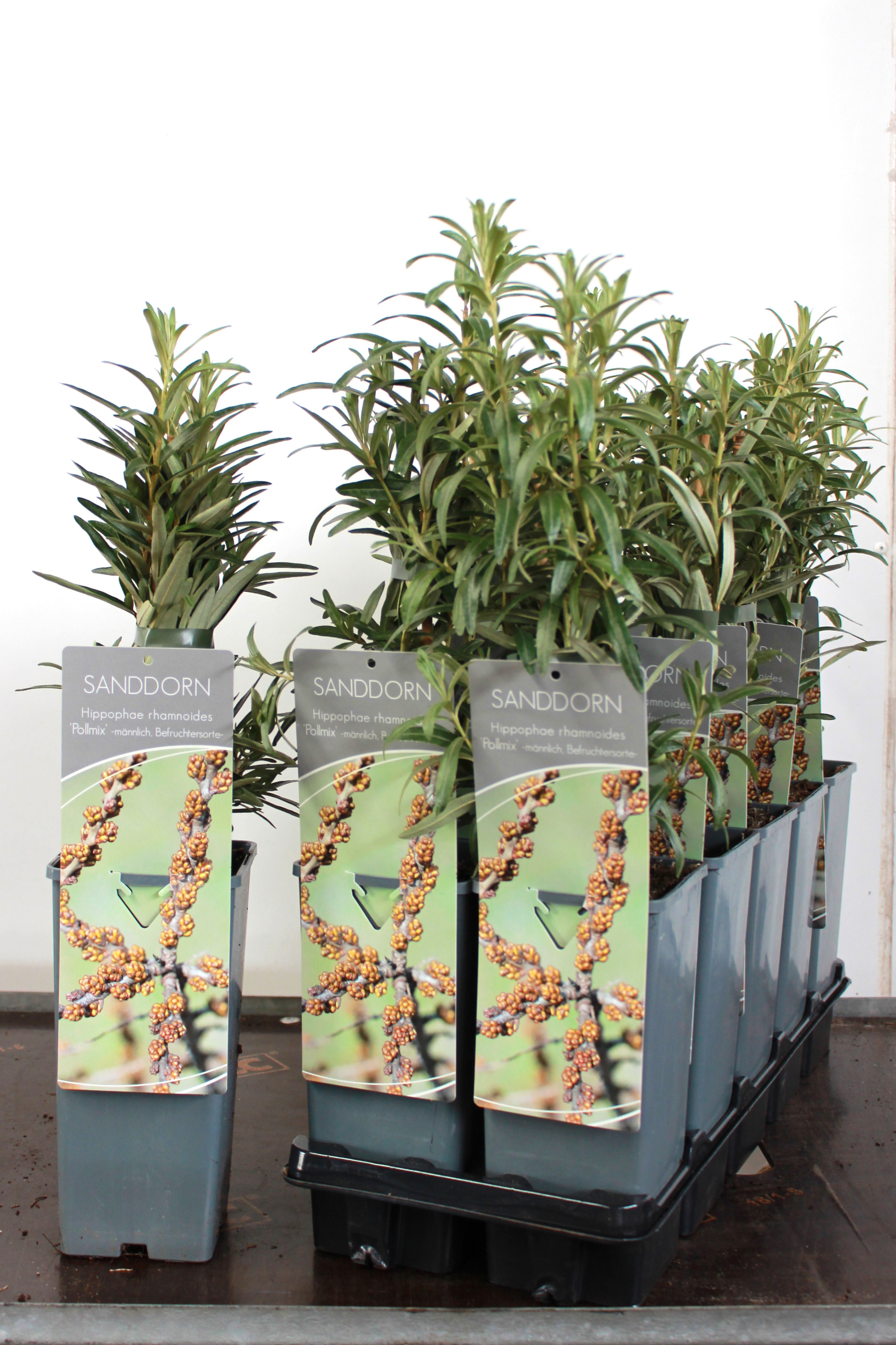 Hippophae rhamnoides 'Pollmix'